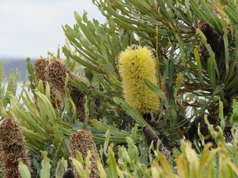 341_banksia_littoralis_2019_img_1264.jpg