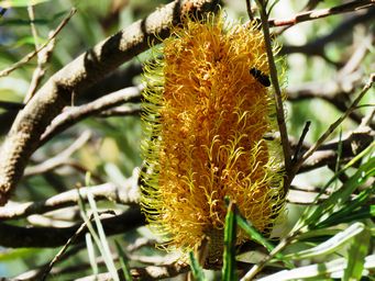 341_banksia_littoralis_img_6969a.jpg