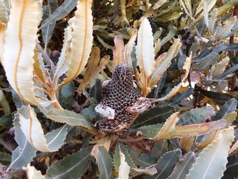 341_banksia_menziesii_cone_dscf3038ca.jpg