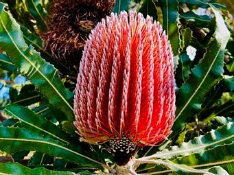 341_banksia_menziesii_wireless_hill_img_3838c.jpg