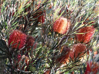 341_banksia_occidentalis_img_2074ac.jpg