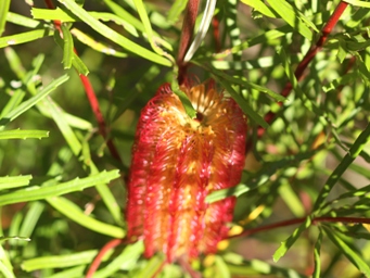 341_banksia_occidentalis_var_formosa_img_2082ac.jpg