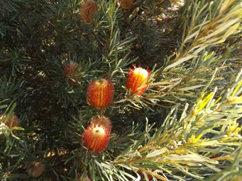 341_banksia_occidentalis_var_occidentalis_dscf3061.jpg