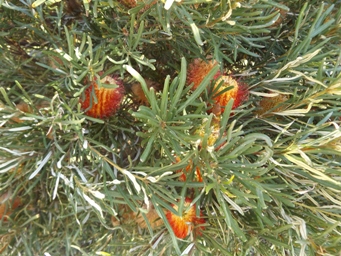341_banksia_occidentalis_var_occidentalis_dscf3064.jpg