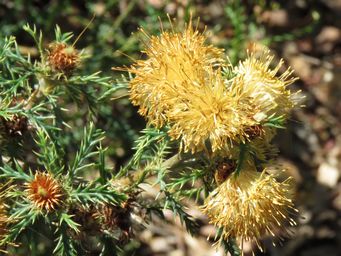 341_banksia_polycephala_img_1836c.jpg
