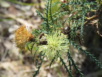 341_banksia_polycephala_img_1839c.jpg