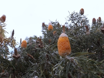 341_banksia_prionotes_dscf0596t.jpg