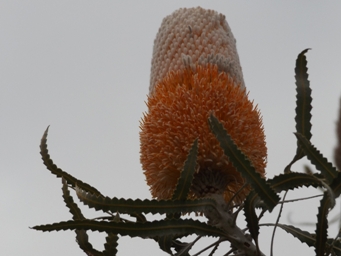 341_banksia_prionotes_dscf0597s.jpg