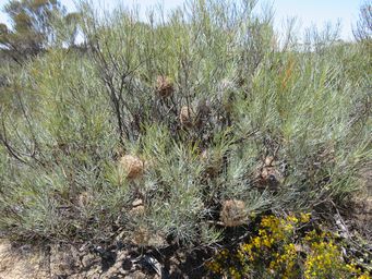 341_banksia_sphaerocarpa_var._sphaerocarpa_img_9370.jpg
