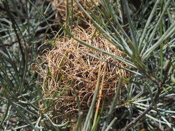 341_banksia_sphaerocarpa_var._sphaerocarpa_img_9372.jpg