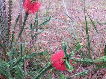 341_beaufortia_decussata_img_1345c.jpg