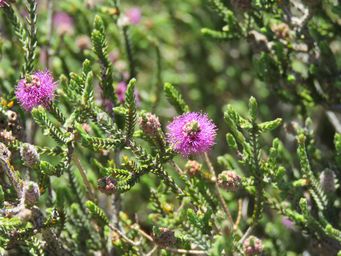 341_beaufortia_puberula_img_9365.jpg