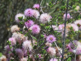 341_beaufortia_schaueri_img_9326.jpg