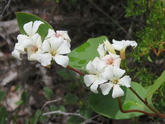 341_billardiera_floribunda_img_0460c.jpg