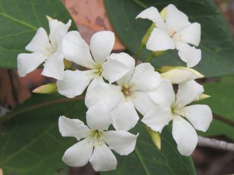 341_billardiera_floribunda_img_0479c.jpg