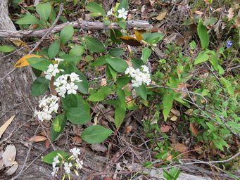 341_billardiera_floribunda_with_b_variifolia_img_0478c.jpg