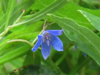 341_billardiera_fusiformis__img_0279c.jpg