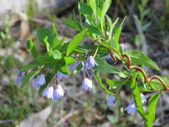 341_billardiera_fusiformis_img_7543c.jpg