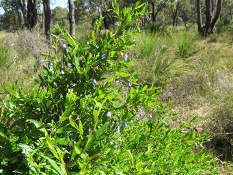 341_billardiera_heterophylla_img_9862.jpg