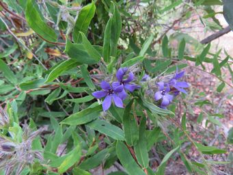341_billardiera_variifolia_img_0260.jpg
