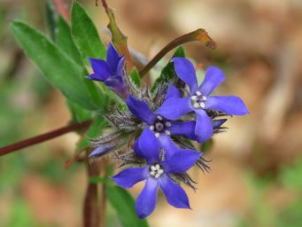 341_billardiera_variifolia_img_0272c.jpg