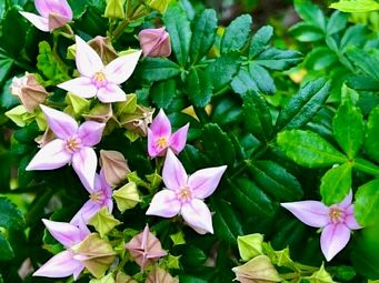 341_boronia_alata_cowaramup_img_0517c.jpg