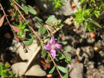 341_boronia_crenulata_img_6846.jpg