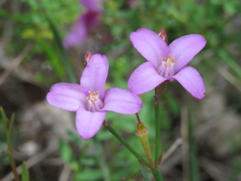 341_boronia_spathulata_img_5401c.jpg