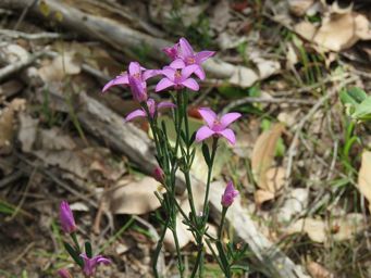 341_boronia_spathulata_img_7397.jpg