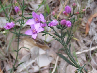 341_boronia_spathulata_img_8796c.jpg