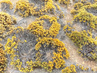 341_borya_constricta_dscf7974a.jpg