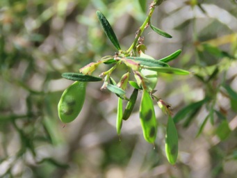 341_bossiaea_linophylla_pods_img_7588c.jpg