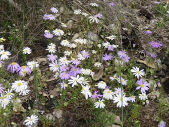 341_brachyscome_iberidifolia_img_2535c.jpg
