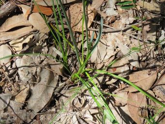 341_caesia_micrantha_foliage_img_4137c.jpg