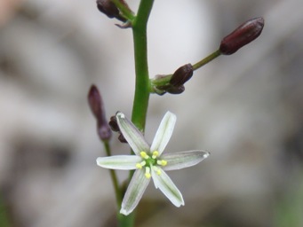 341_caesia_micrantha_img_1190c.jpg