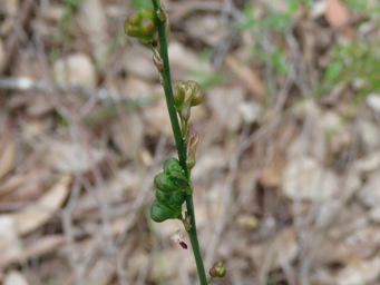 341_caesia_micrantha_pods_forming_img_4783c.jpg
