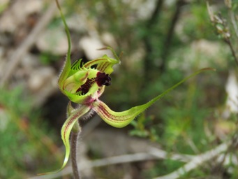 341_caladenia_attingens_img_1145c.jpg