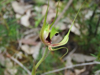 341_caladenia_attingens_img_1150.jpg
