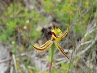 341_caladenia_attingens_img_3189c.jpg