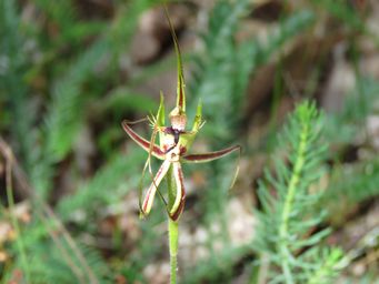 341_caladenia_attingens_img_6546.jpg