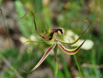 341_caladenia_attingens_img_6549.jpg