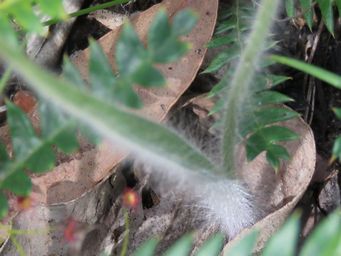341_caladenia_attingens_leaf_img_6547c.jpg