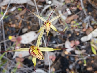 341_caladenia_caesarea_20161029_115729c.jpg