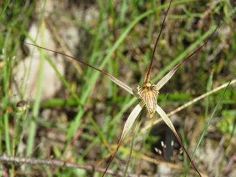341_caladenia_caesarea_img_2954c.jpg