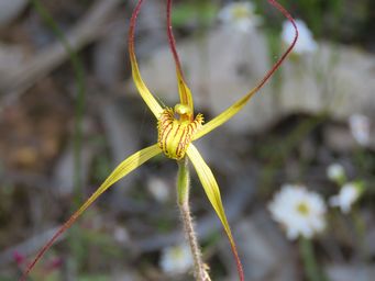 341_caladenia_caesarea_img_2982.jpg