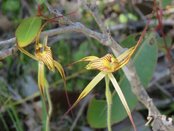 341_caladenia_caesarea_img_2993c.jpg