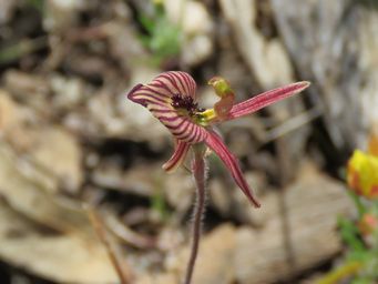 341_caladenia_cairnsiana_img_6966c.jpg