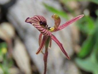 341_caladenia_cairnsiana_img_6970c.jpg