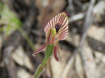 341_caladenia_cairnsiana_img_6971c.jpg
