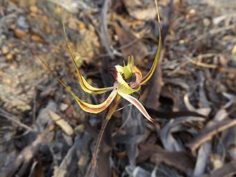 341_caladenia_falcata_fringed_mantis_dscf8126.jpg
